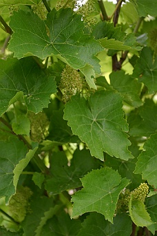 IMG_7871 Grape Leaves